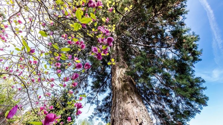 Discover the parks and gardens of Ticino 发现提契诺的公园和花园半岛官方app下载