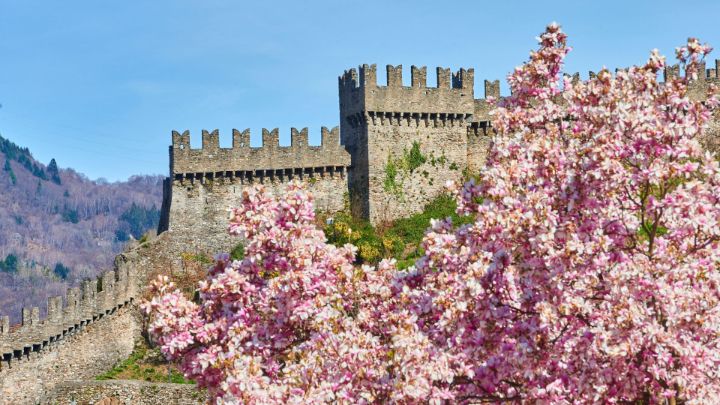 5 places where magnolias bloom beautifully 5木兰美丽绽放的地方