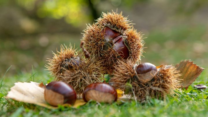 5 hikes where the chestnut rules 5提高板栗规则的地方