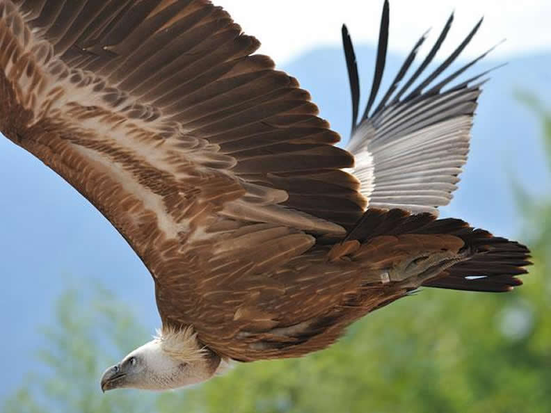 Image 0 - Falconeria Locarno 图0 - Falconeria洛迦诺