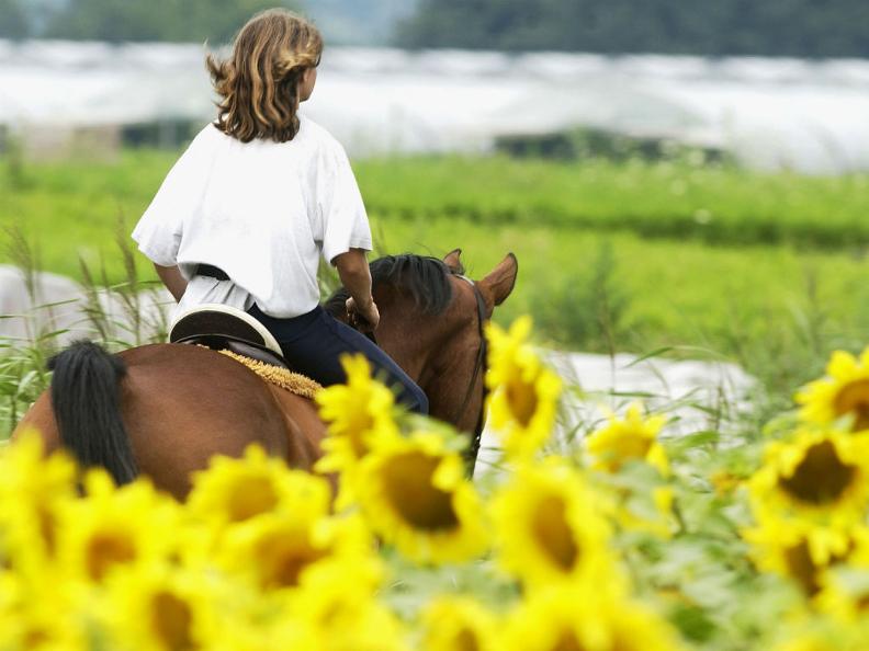 Image 0 - Farmhouses and horses 图0 -农舍和马