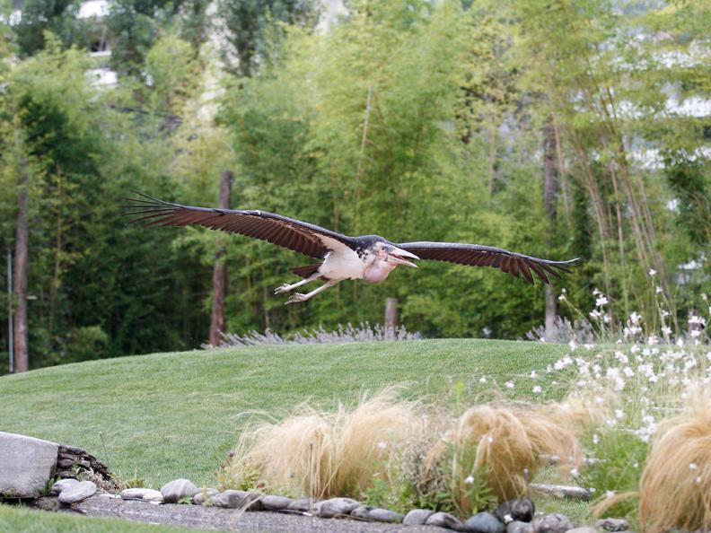 Image 0 - Falconeria Locarno 图0 -洛迦诺猎鹰