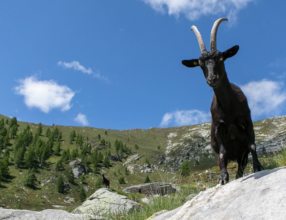 Alpe Nimi, Vallemaggia