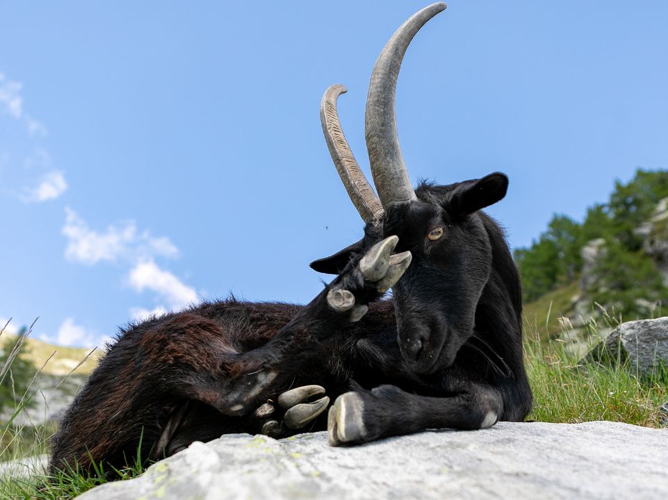 Alpe Nimi, Vallemaggia