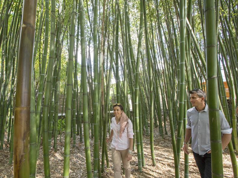 图3 -布里森戈群岛-植物园