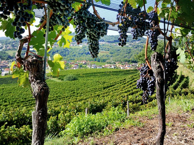 图片1 - Weinwanderungen